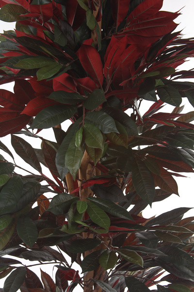 Sztuczny Fikus Capensia czerwonolistny 210 cm