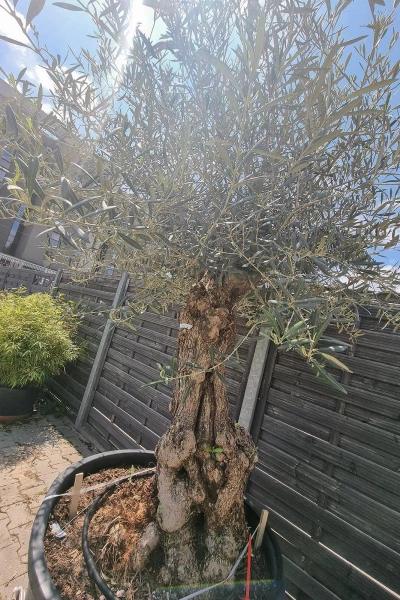 Drzewo oliwne wysokie Oliwka europejska 260 cm oryginalny pień