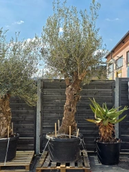 Drzewko oliwne bonsai Oliwka europejska 280 cm