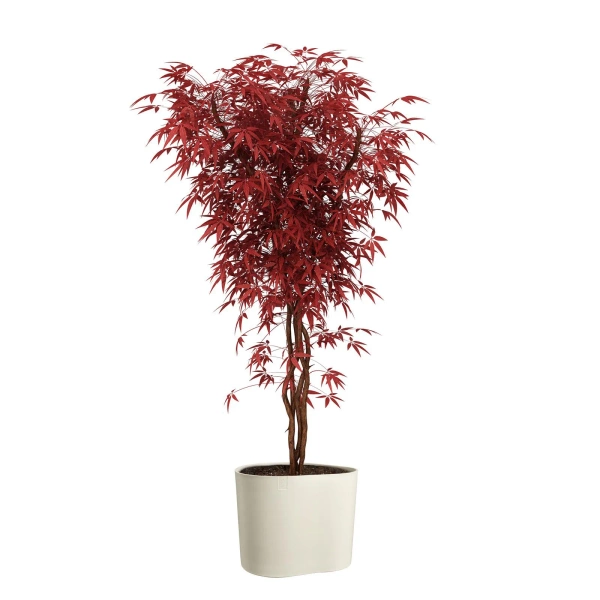 Eden Aquacare Low 40 niska donica owalna biała linen white system samonawadniający