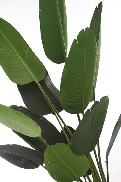 Sztuczna strelicja 120 i 190 cm - zestaw