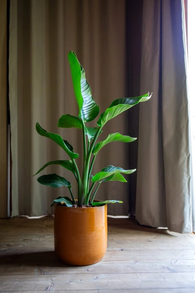 Jupiter 28/28 osłonka ceramiczna żółta autumn yellow