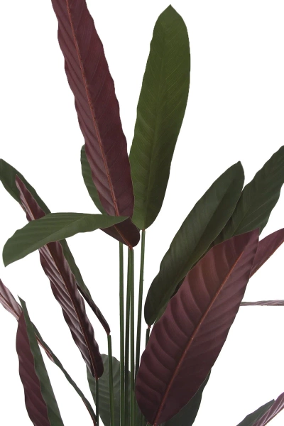 Sztuczna Maranta Stromanthe thalia 210 cm zielono-czerwona