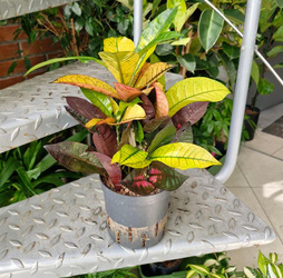 Kroton mrs. iceton 30 cm MK13/12 w hydroponice