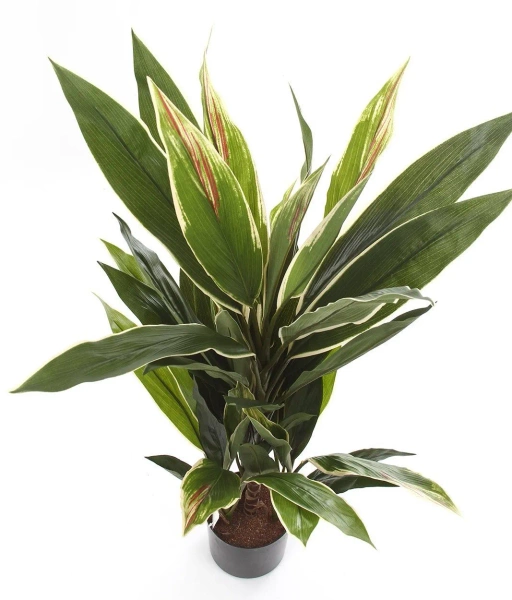 Sztuczna Dracena variegata 80 cm