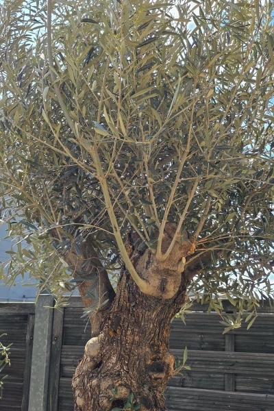 Drzewko oliwne bonsai Oliwka europejska 280 cm