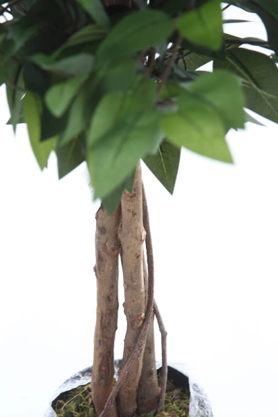 Sztuczny Ficus S 120 cm drewniany naturalny pień