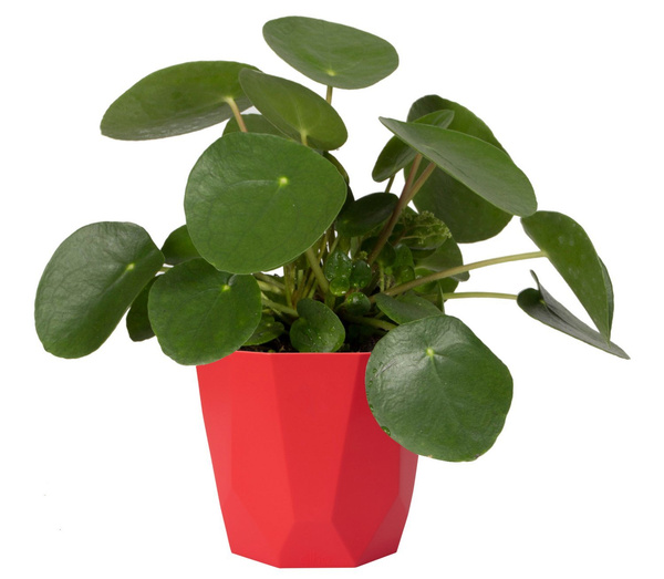 B. For Rock 14 czerwona osłonka geometryczna