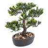Sztuczne drzewko Bonsai Podocarpus 32 cm w brązowej doniczce