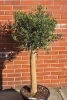 Oryginalne drzewko oliwne na grubym pniu 165 cm