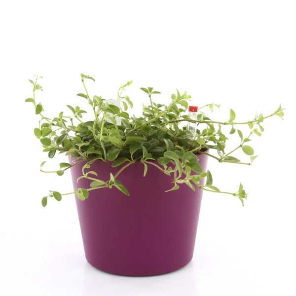 Flori 24/22 osłonka antracytowa do hydroponiki