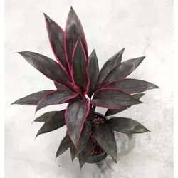 Kordylina czerwona 45 cm MK11/9