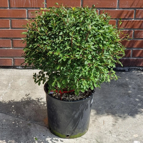 Enkiant dzwonkowaty Enkianthus perulatus 60 cm