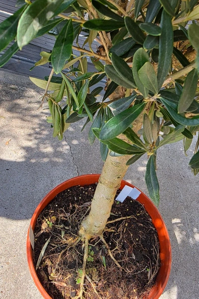 Drzewko oliwne 90 cm