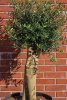 Oliwka europejska Olea europaea 150 cm