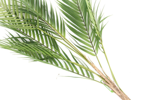 Sztuczna palma gałązka Chamedora wytworna Chamaedorea 85 cm