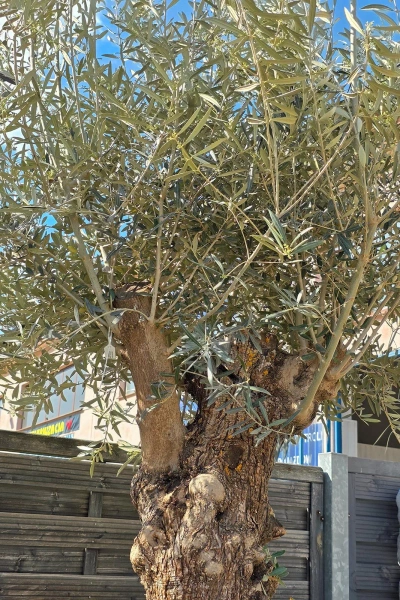 Drzewko oliwne bonsai Oliwka europejska 280 cm