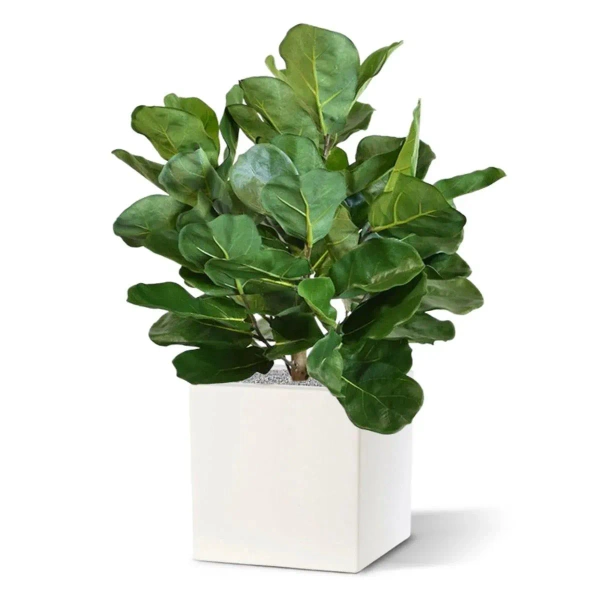 Sztuczny Fikus Dębolistny Lyrata 75 cm deluxe