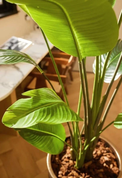 Sztuczna Strelicja nicolai wysoka 180 cm 13 liści