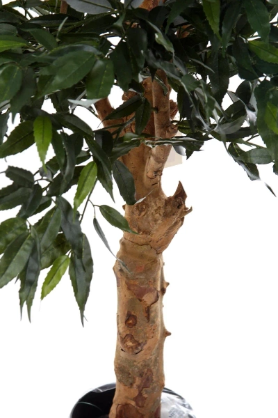 Sztuczny Bonsai Shirakashi 100 cm