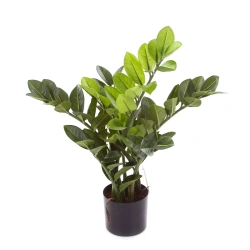 Sztuczny Zamiokulkas niski 55 cm