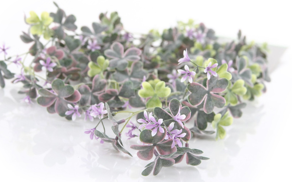 Sztuczna Szczawik Oxalis pnącze 70 cm