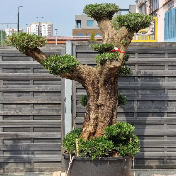 Drzewko oliwne bonsai rozgałęzione Olea europaea 195-210 cm