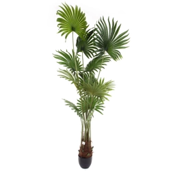 Sztuczna Palma Livistona 200 cm wysoka