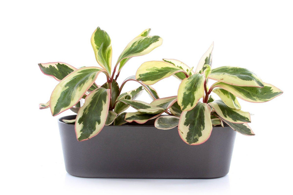 Zestaw do hydroponiki 11/9 w białej osłonce podłużnej Flori 36x14/11