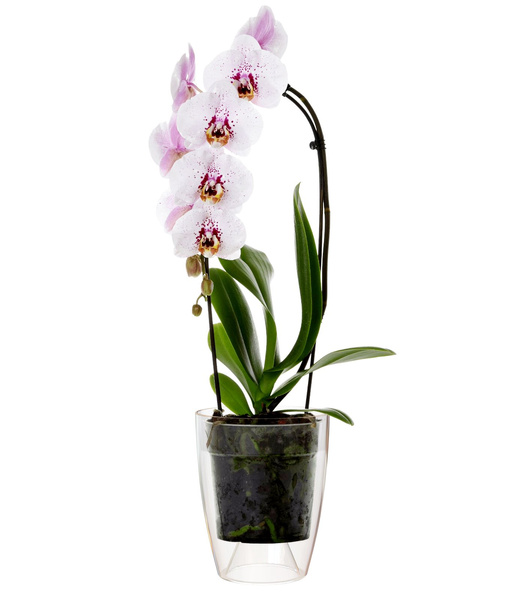 Fiji Orchid 12,5 doniczka do storczyków i orchidei przezroczysta