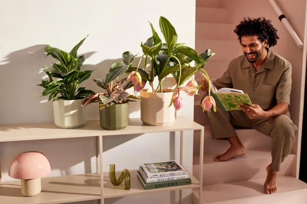 Facet 14 osłonka geometryczna zielona herbata tea green