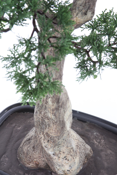 Sztuczny Bonsai Pinia 80x110 cm