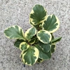 Peperomia obtusifolia Green Gold 25 cm MK9/7