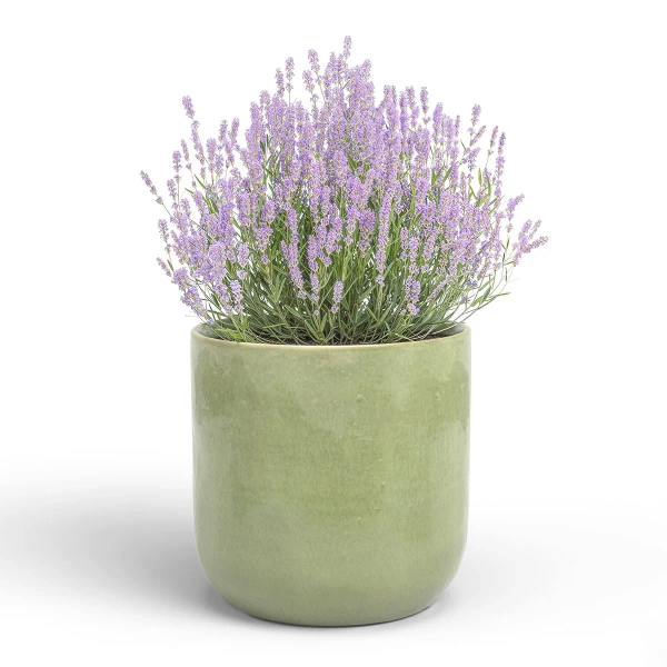 Jupiter 33/33 jasnozielona duża osłonka ceramiczna ash green