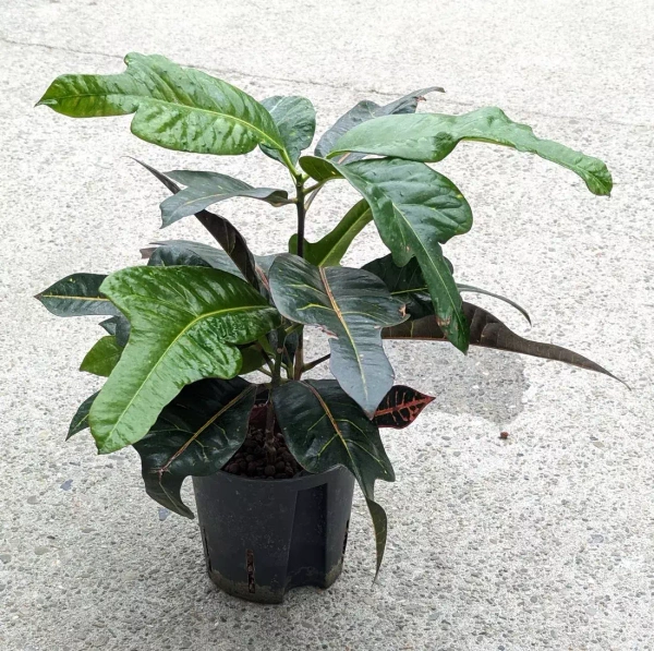 Croton variegatum petra 40 cm MK13/12