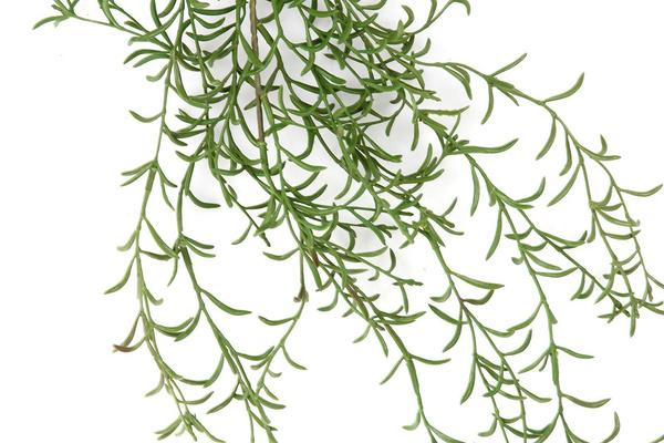 Sztuczna Hoya Vine Spray 90 cm UV Weather Proof