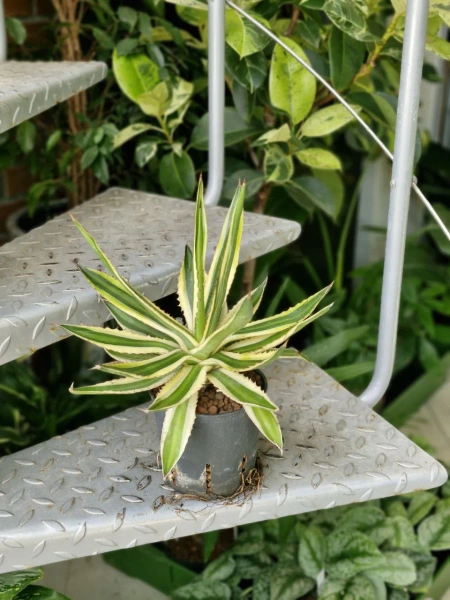 Agawa w hydroponice 35 cm MK13/12