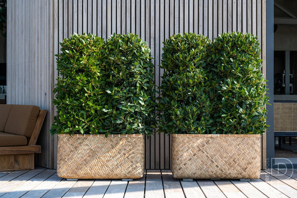 Rafi M 80x40/41 prostokątna osłonka bambusowa