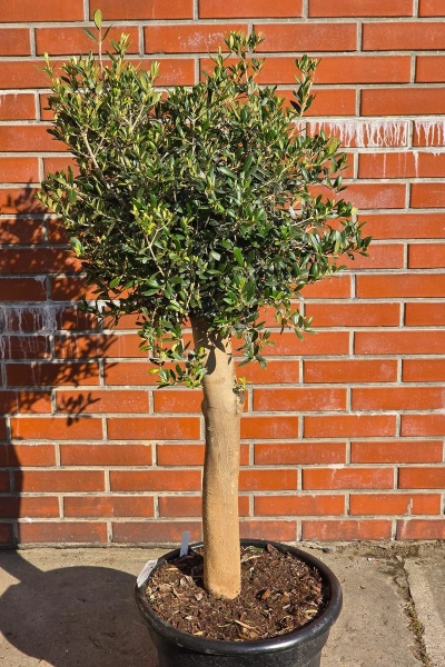 Drzewko oliwne 165 cm