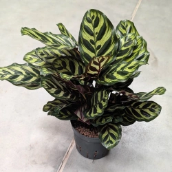 Calathea Kalatea makoyana w hydroponice MK13/12 wielobarwna