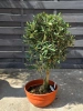 Drzewko oliwne 90 cm gęsta korona