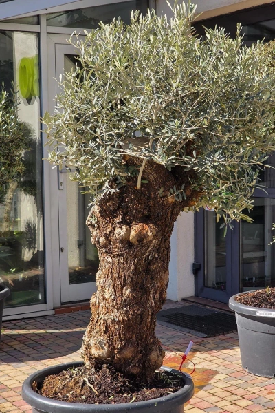 Drzewko oliwne 200 cm gruby pień