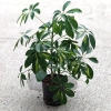 Schefflera Aboricola Nora 45 cm MK13/12