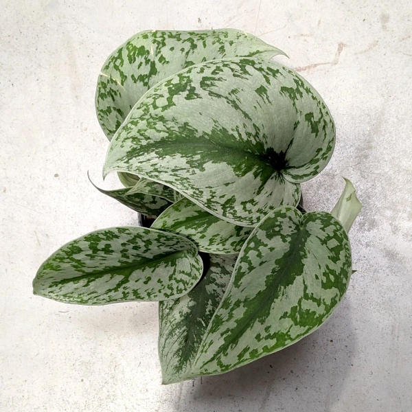 Scindapsus pictus trebie MK13/12 pnącze w hydroponice