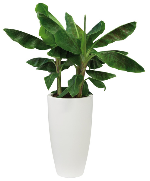 Pure Soft Round High 35/62 biała donica wysoka