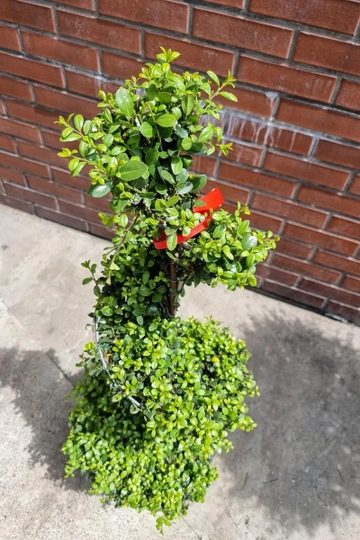 Ostrokrzew karbowanolistny Ilex Crenata spiralny 120 cm