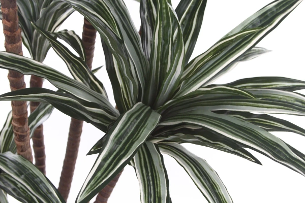 Sztuczna Dracena 150-160 cm 150 liści naturalny pień