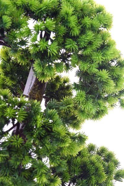 Sztuczny Bonsai Larch 48x35 w czarnej ceramicznej doniczce