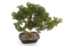 Sztuczny Bonsai Pinia Sosna 44 cm w czarnej doniczce
