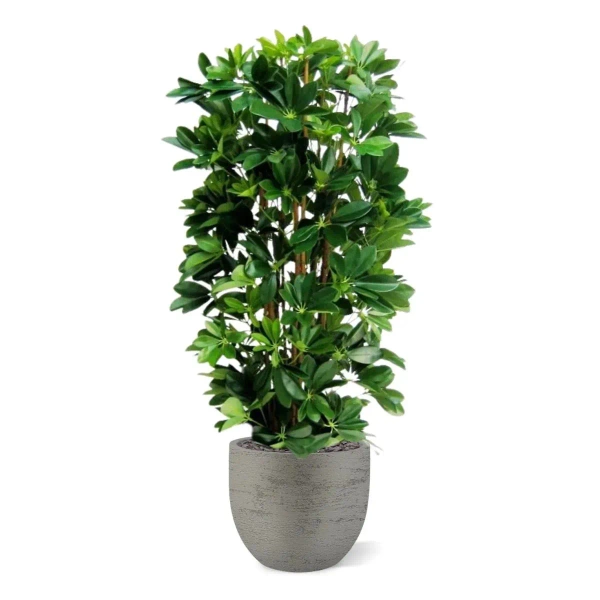 Sztuczna Schefflera gęsta na naturalnych pniach 120 cm deluxe